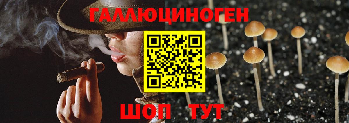 Галлюциногенные грибы Psilocybe  Вход с VPN  Кропоткин 